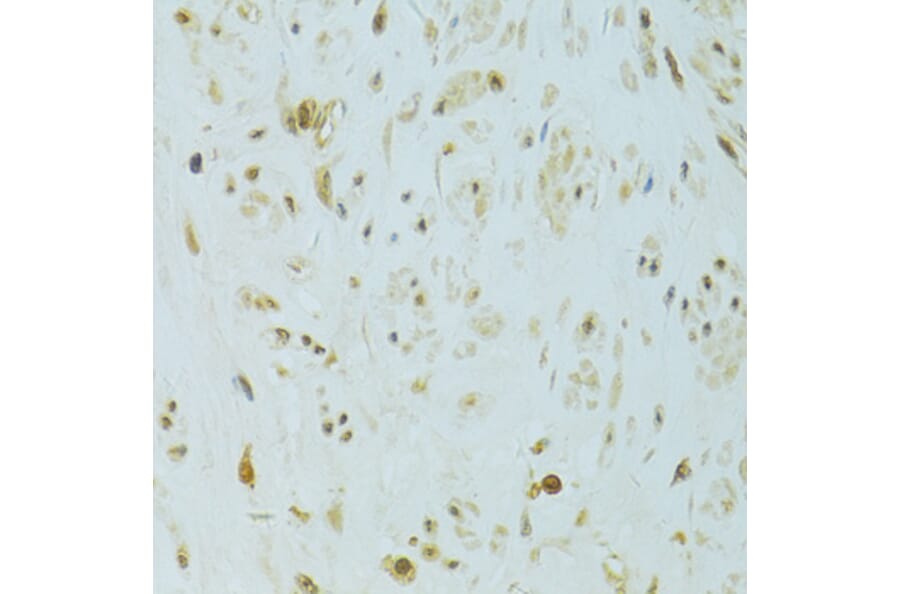 Immunohistochemistry - Anti-XBP1 Antibody (A14651) - Antibodies.com