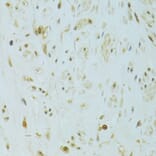 Immunohistochemistry - Anti-XBP1 Antibody (A14651) - Antibodies.com