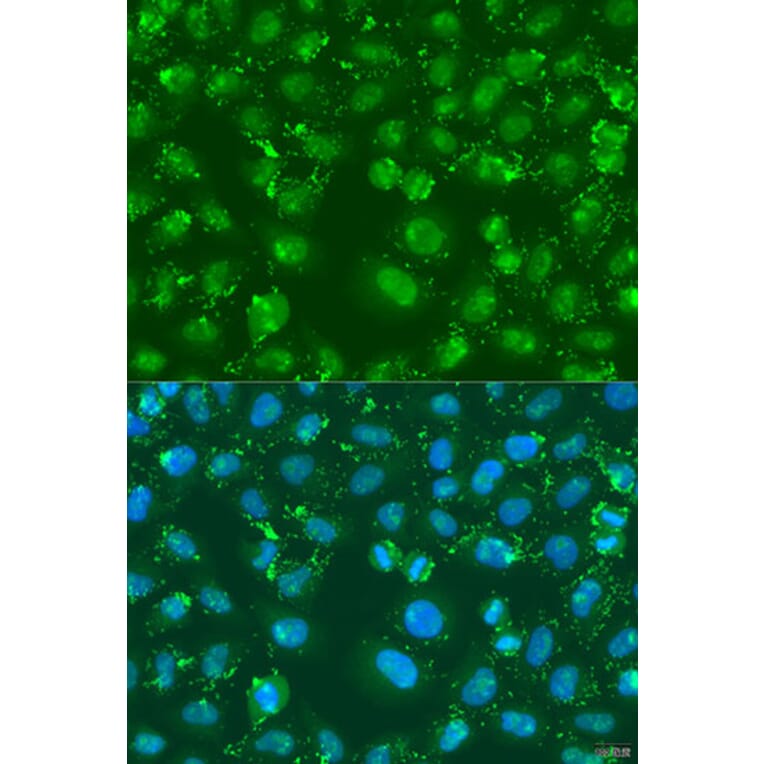 Immunofluorescence - Anti-XBP1 Antibody (A14651) - Antibodies.com