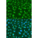 Immunofluorescence - Anti-XBP1 Antibody (A14651) - Antibodies.com