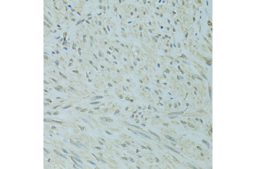 Immunohistochemistry - Anti-XBP1 Antibody (A14860) - Antibodies.com