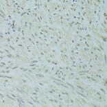 Immunohistochemistry - Anti-XBP1 Antibody (A14860) - Antibodies.com