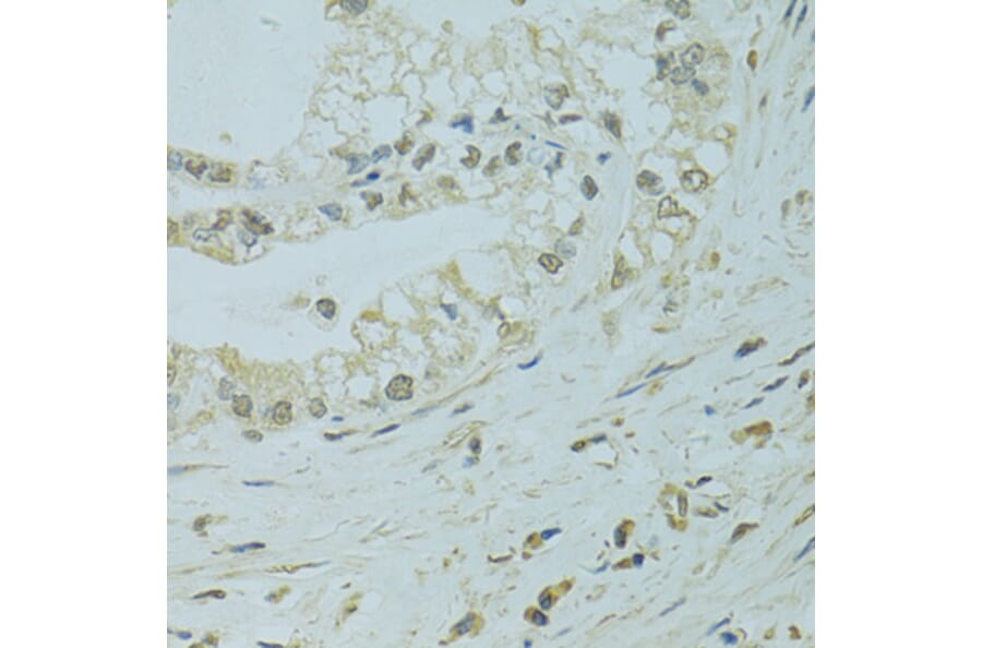 Immunohistochemistry - Anti-XBP1 Antibody (A14860) - Antibodies.com