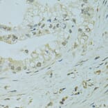 Immunohistochemistry - Anti-XBP1 Antibody (A14860) - Antibodies.com