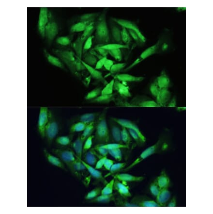 Immunofluorescence - Anti-XBP1 Antibody (A92065) - Antibodies.com