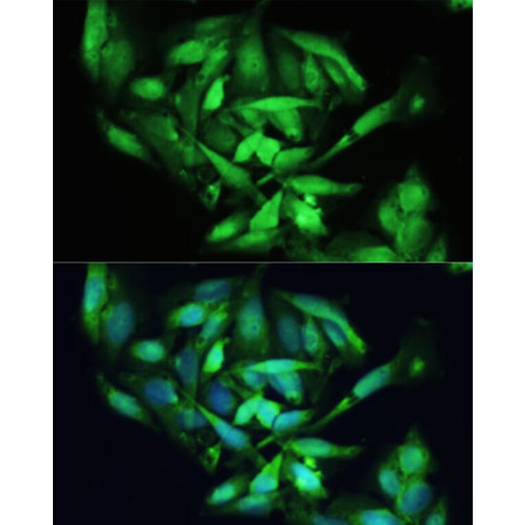 Immunofluorescence - Anti-XBP1 Antibody (A92065) - Antibodies.com