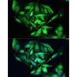 Immunofluorescence - Anti-XBP1 Antibody (A92065) - Antibodies.com