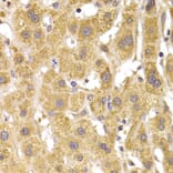 Immunohistochemistry - Anti-SLUG Antibody (A92066) - Antibodies.com