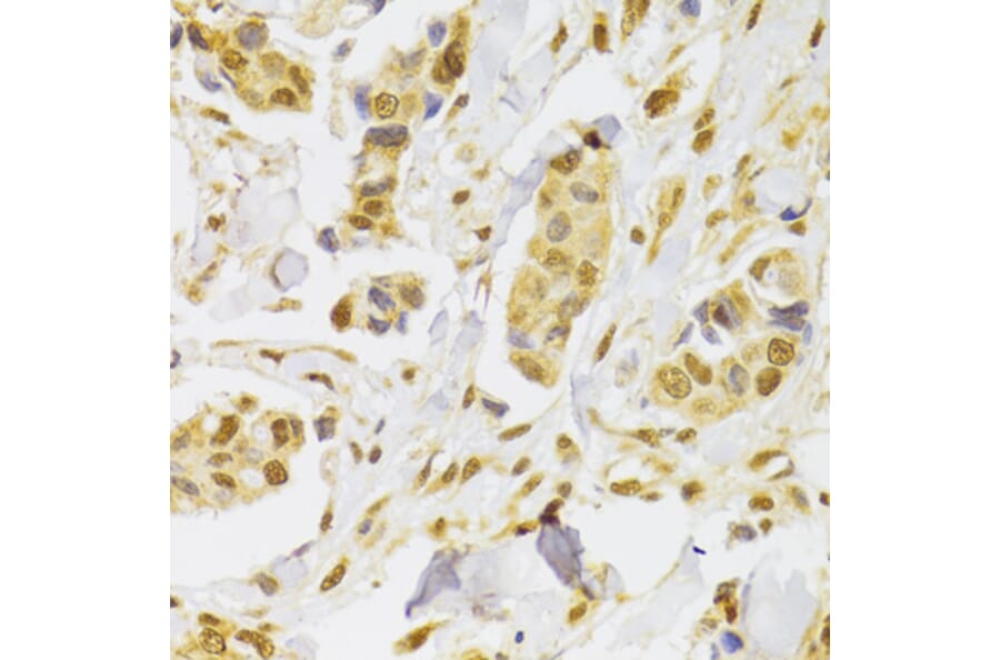 Immunohistochemistry - Anti-SLUG Antibody (A92066) - Antibodies.com
