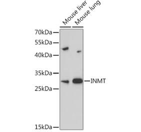 Western Blot - Anti-TEMT Antibody (A92067) - Antibodies.com