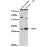 Western Blot - Anti-TEMT Antibody (A92067) - Antibodies.com