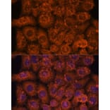 Immunofluorescence - Anti-TEMT Antibody (A92067) - Antibodies.com