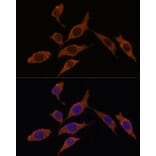 Immunofluorescence - Anti-TEMT Antibody (A92067) - Antibodies.com