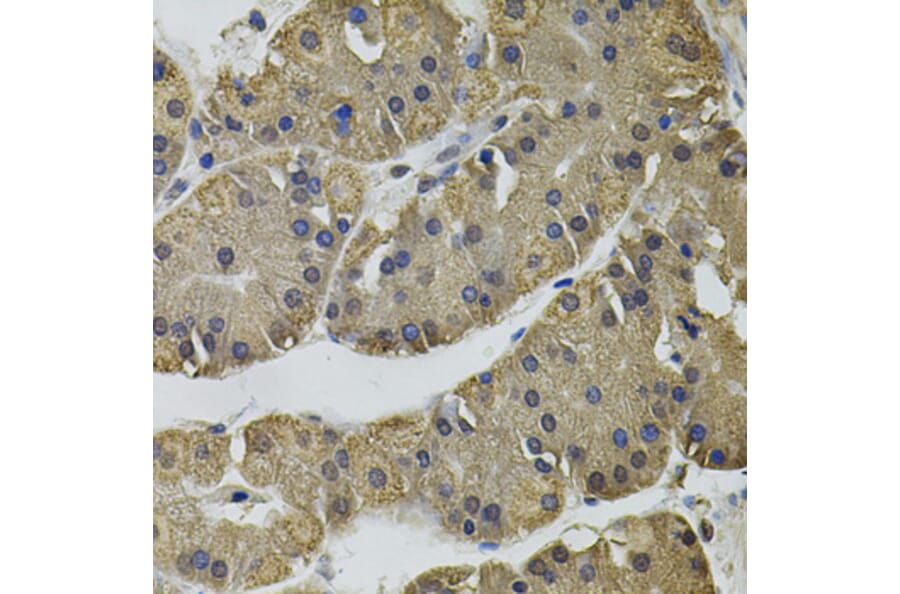 Immunohistochemistry - Anti-IL33 Antibody (A12604) - Antibodies.com
