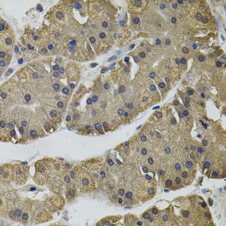Immunohistochemistry - Anti-IL33 Antibody (A12604) - Antibodies.com
