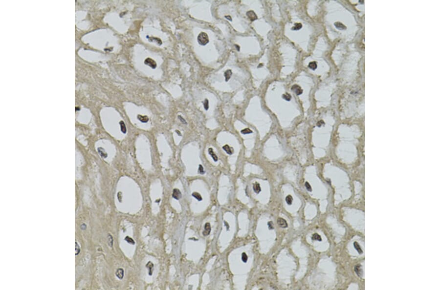 Immunohistochemistry - Anti-IL33 Antibody (A12604) - Antibodies.com