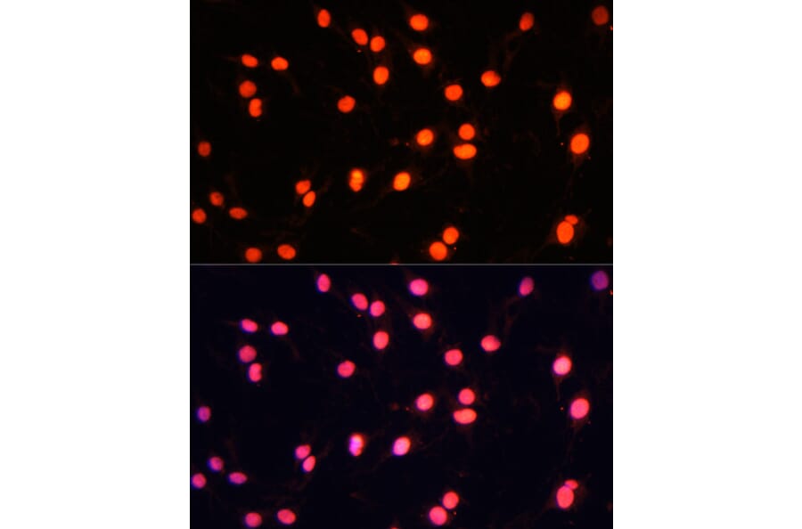 Immunofluorescence - Anti-ZNF446 Antibody (A14912) - Antibodies.com