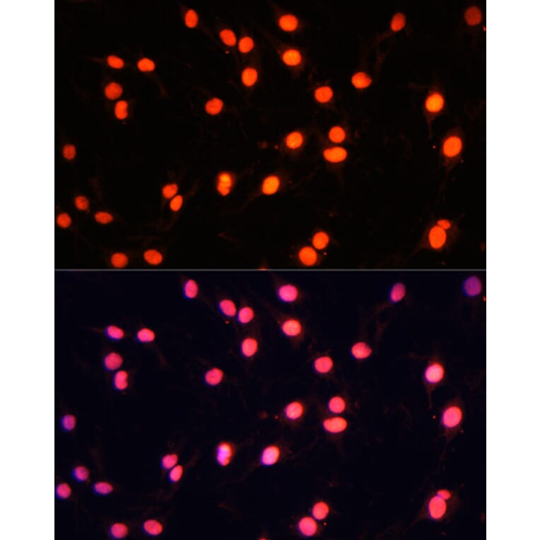 Immunofluorescence - Anti-ZNF446 Antibody (A14912) - Antibodies.com