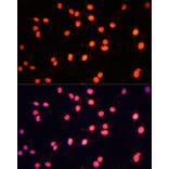 Immunofluorescence - Anti-ZNF446 Antibody (A14912) - Antibodies.com