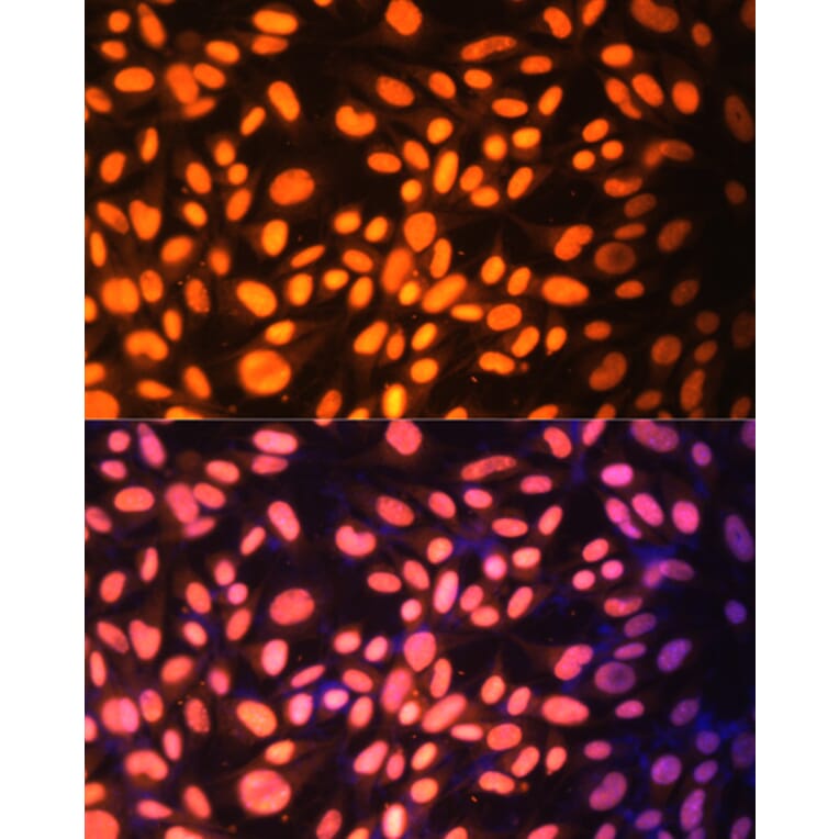 Immunofluorescence - Anti-ZNF446 Antibody (A14912) - Antibodies.com