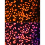 Immunofluorescence - Anti-ZNF446 Antibody (A14912) - Antibodies.com