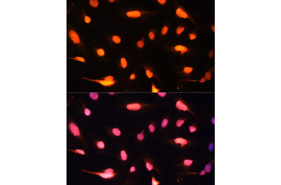 Immunofluorescence - Anti-ZNF446 Antibody (A14912) - Antibodies.com