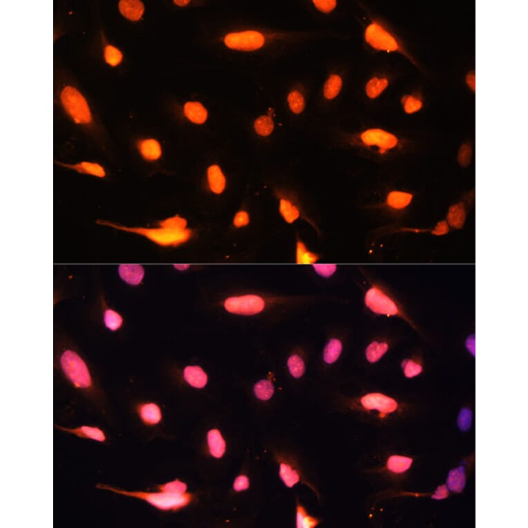 Immunofluorescence - Anti-ZNF446 Antibody (A14912) - Antibodies.com