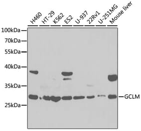 Western Blot - Anti-GCLM Antibody (A92075) - Antibodies.com