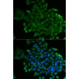 Immunofluorescence - Anti-COG2 Antibody (A12626) - Antibodies.com