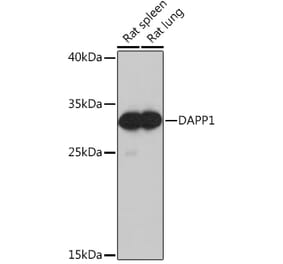 Western Blot - Anti-DAPP1 Antibody (A92079) - Antibodies.com