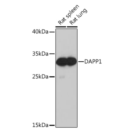 Western Blot - Anti-DAPP1 Antibody (A92079) - Antibodies.com