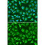 Immunofluorescence - Anti-XRCC2 Antibody (A13639) - Antibodies.com