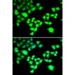 Immunofluorescence - Anti-RAD1 Antibody (A6841) - Antibodies.com