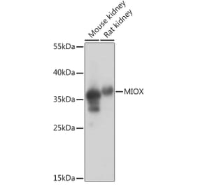 Western Blot - Anti-MIOX Antibody (A92087) - Antibodies.com
