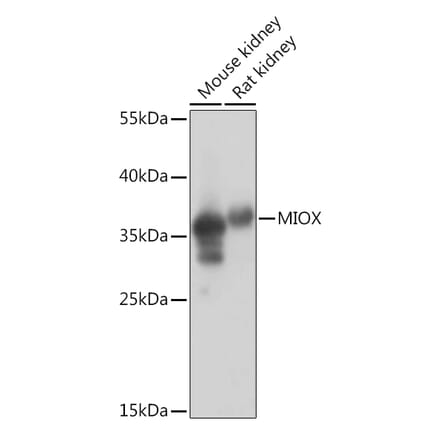 Western Blot - Anti-MIOX Antibody (A92087) - Antibodies.com