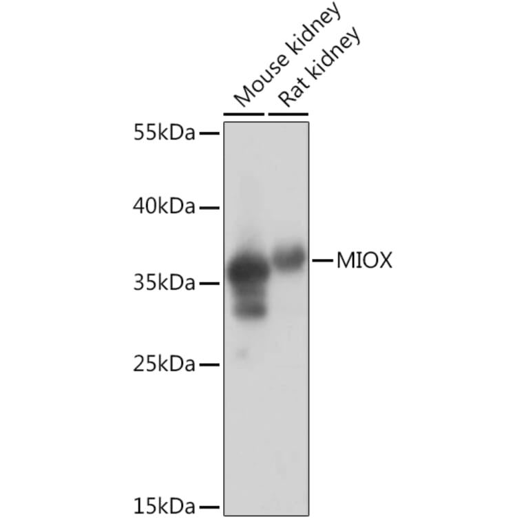 Western Blot - Anti-MIOX Antibody (A92087) - Antibodies.com