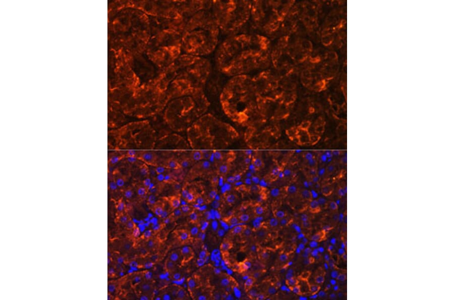Immunofluorescence - Anti-MIOX Antibody (A92087) - Antibodies.com