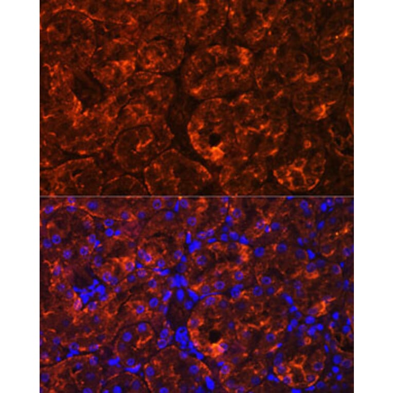 Immunofluorescence - Anti-MIOX Antibody (A92087) - Antibodies.com