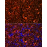 Immunofluorescence - Anti-MIOX Antibody (A92087) - Antibodies.com