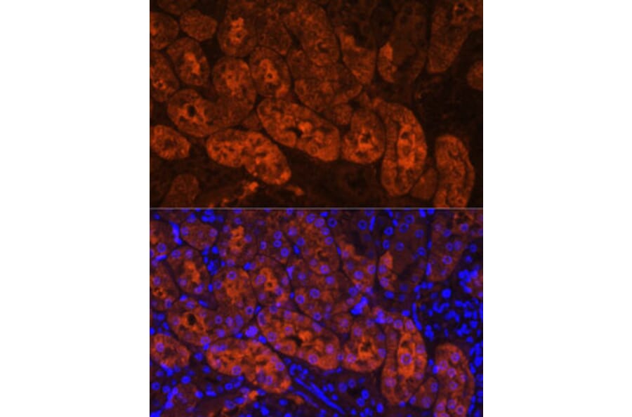 Immunofluorescence - Anti-MIOX Antibody (A92087) - Antibodies.com