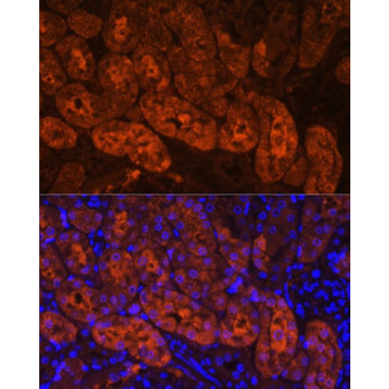 Immunofluorescence - Anti-MIOX Antibody (A92087) - Antibodies.com
