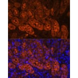 Immunofluorescence - Anti-MIOX Antibody (A92087) - Antibodies.com