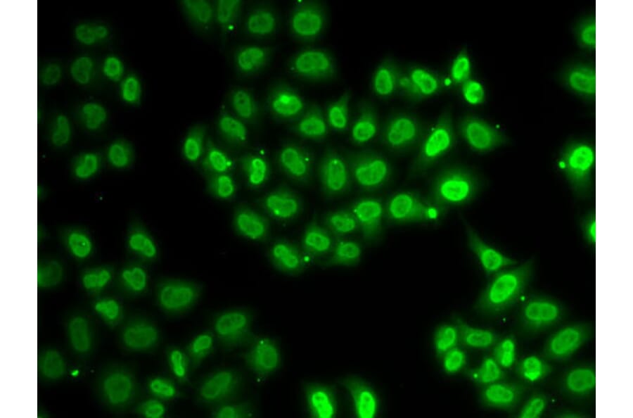 Immunofluorescence - Anti-EWS Antibody (A92093) - Antibodies.com