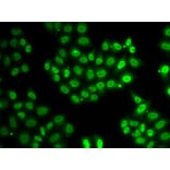 Immunofluorescence - Anti-EWS Antibody (A92093) - Antibodies.com