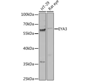 Western Blot - Anti-EYA3 Antibody (A92094) - Antibodies.com
