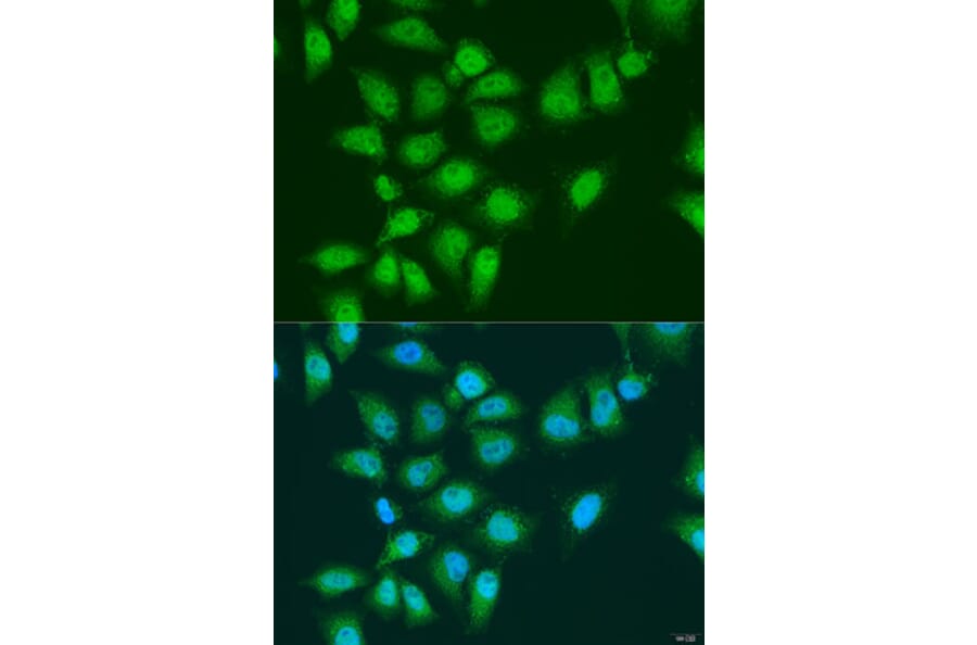 Immunofluorescence - Anti-EYA3 Antibody (A92094) - Antibodies.com