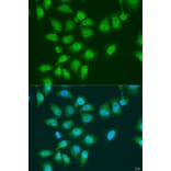 Immunofluorescence - Anti-EYA3 Antibody (A92094) - Antibodies.com