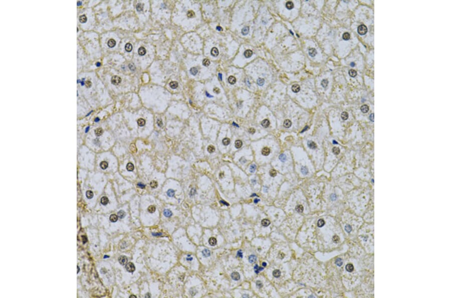 Immunohistochemistry - Anti-NRF1 Antibody (A14190) - Antibodies.com