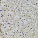Immunohistochemistry - Anti-NRF1 Antibody (A14190) - Antibodies.com