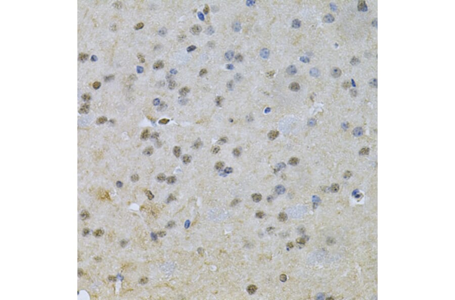 Immunohistochemistry - Anti-NRF1 Antibody (A14190) - Antibodies.com